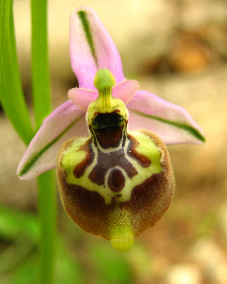 Ophrys Calliantha e Ophrys da determinare